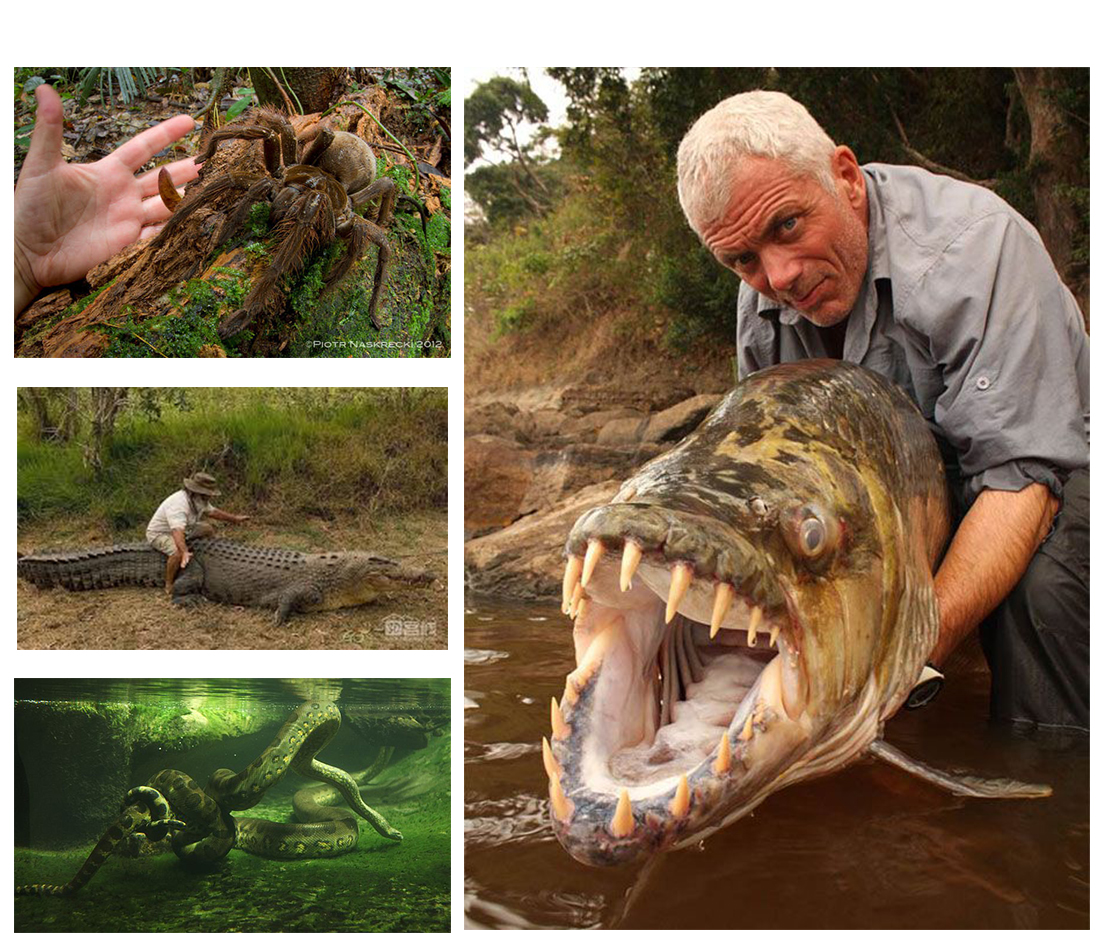 免费招募 | 南美丛林徒步求生,寻找失落的世界!